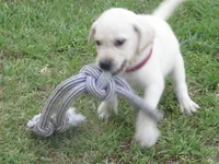 Mr pup #8  of 12, a male Labrador Retriever for sale in Jamesville, NC – 1 of 10