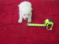 Mr Pup #5 of 12, a male Labrador Retriever for sale in Jamesville, NC – 4 of 6