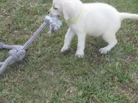  Miss pup #1 of 12, a female Labrador Retriever for sale in Jamesville, NC – 3 of 10
