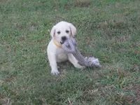 Mr pup #3 OF 12, a male Labrador Retriever for sale in Jamesville, NC – 5 of 10
