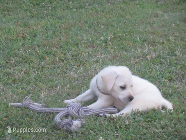 Mr pup #9 of 12  – Labrador Retriever puppy for sale in Jamesville, NC