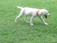Little White Dove, a female Labrador Retriever for sale in Jamesville, NC – 2 of 9