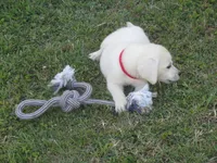 Pup #2 of 12, a female Labrador Retriever for sale in Jamesville, NC – 4 of 10