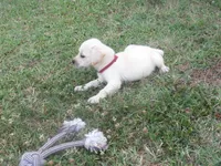 Mr pup #8  of 12, a male Labrador Retriever for sale in Jamesville, NC – 3 of 10