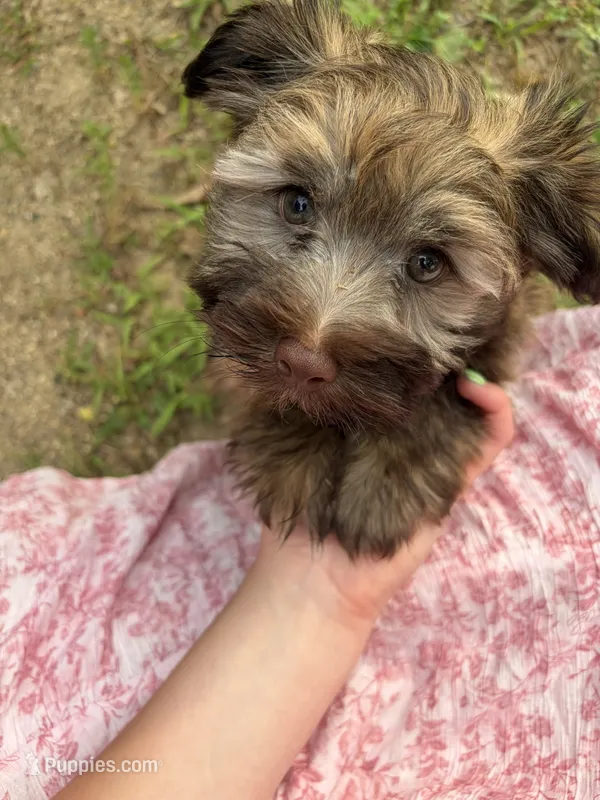 Jeff – Havanese puppy for sale in Motley, MN