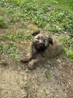 Jeff, a male Havanese for sale in Motley, MN – 3 of 6
