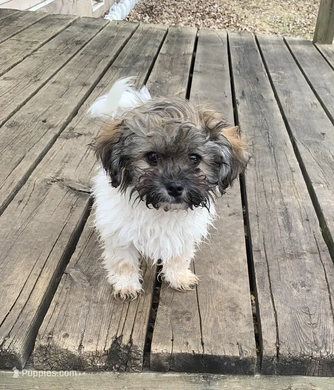 Patches – Havanese puppy for sale in Motley, MN