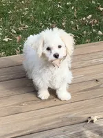 Ziggy , a male Havanese and Shih Tzu for sale in Motley, MN – 3 of 5