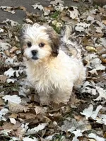 Mia, a female Shih Tzu for sale in Motley, MN – 3 of 3