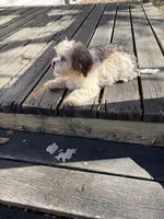 Mia, a female Shih Tzu for sale in Motley, MN – 2 of 3