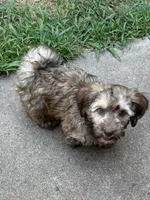 Sonny, a male Havanese for sale in Motley, MN – 3 of 3
