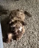 Jeff, a male Havanese for sale in Motley, MN – 3 of 3