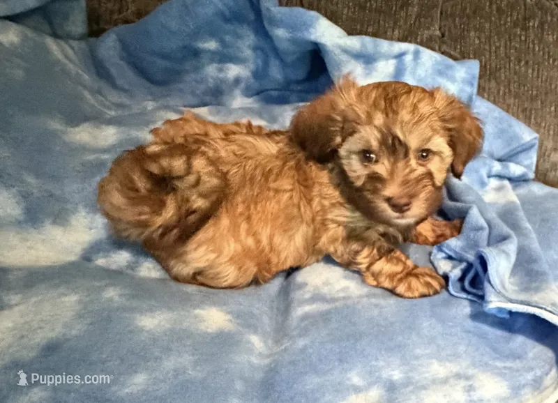 Sonny – Havanese puppy for sale in Motley, MN