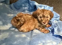 Sonny, a male Havanese for sale in Motley, MN – 1 of 2