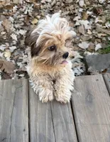 Arlo, a male Shih Tzu for sale in Motley, MN – 2 of 3