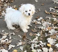 Ziggy , a male Havanese and Shih Tzu for sale in Motley, MN – 5 of 5