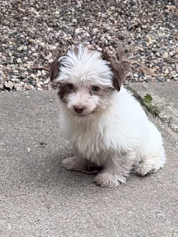 Tucker  – Havanese, Shih Tzu puppy for sale in Motley, MN