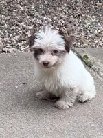 Tucker , a male Havanese and Shih Tzu for sale in Motley, MN – 1 of 2