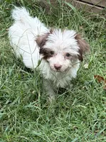 Tucker , a male Havanese and Shih Tzu for sale in Motley, MN – 2 of 2