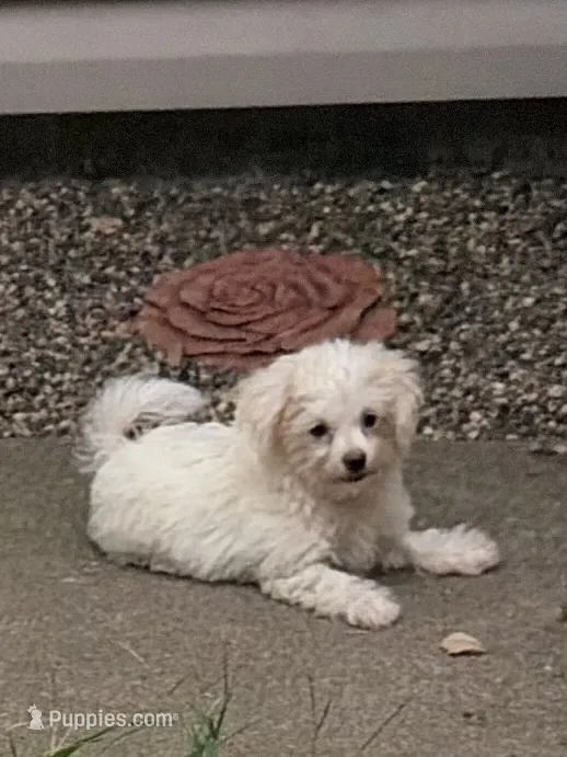 Ziggy  – Havanese, Shih Tzu puppy for sale in Motley, MN