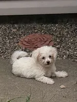 Ziggy , a male Havanese and Shih Tzu for sale in Motley, MN – 1 of 2