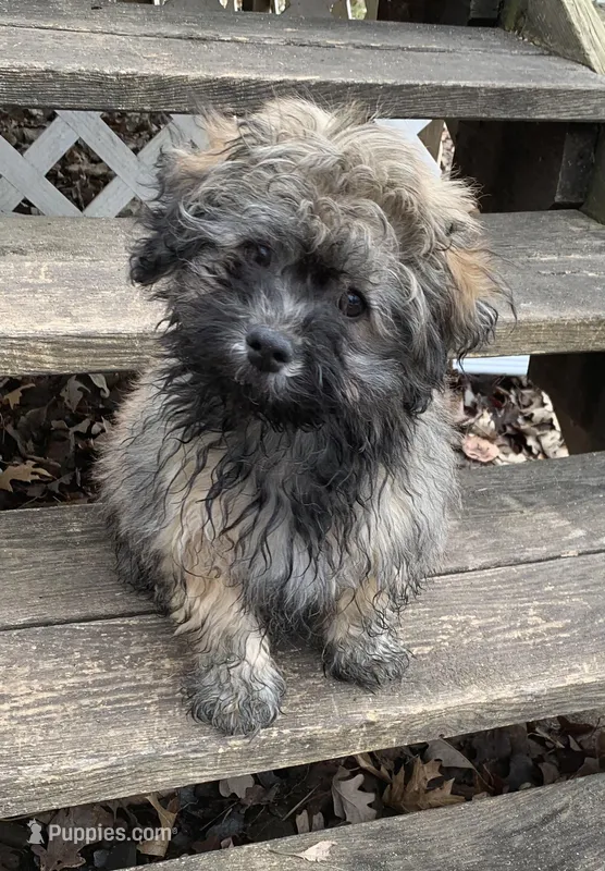 Rocky – Havanese puppy for sale in Motley, MN