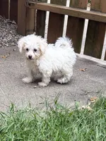 Ziggy , a male Havanese and Shih Tzu for sale in Motley, MN – 2 of 2