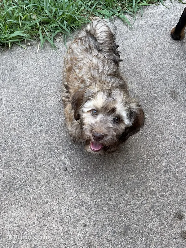 Sonny – Havanese puppy for sale in Motley, MN