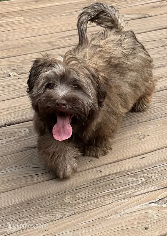 Jeff – Havanese puppy for sale in Motley, MN
