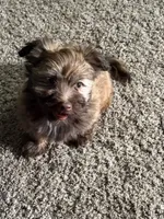 Jeff, a male Havanese for sale in Motley, MN – 1 of 3