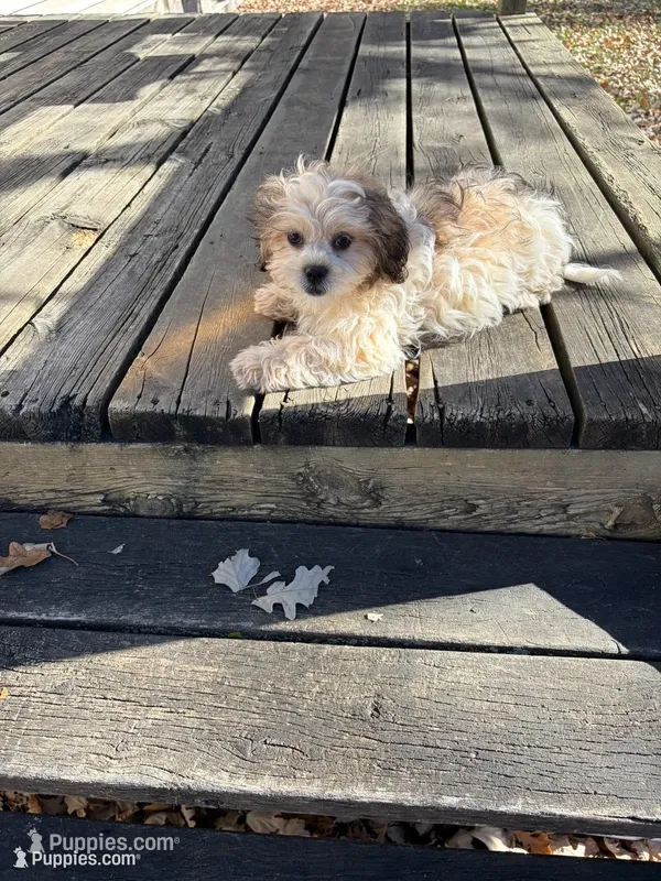 Mia – Shih Tzu puppy for sale in Motley, MN