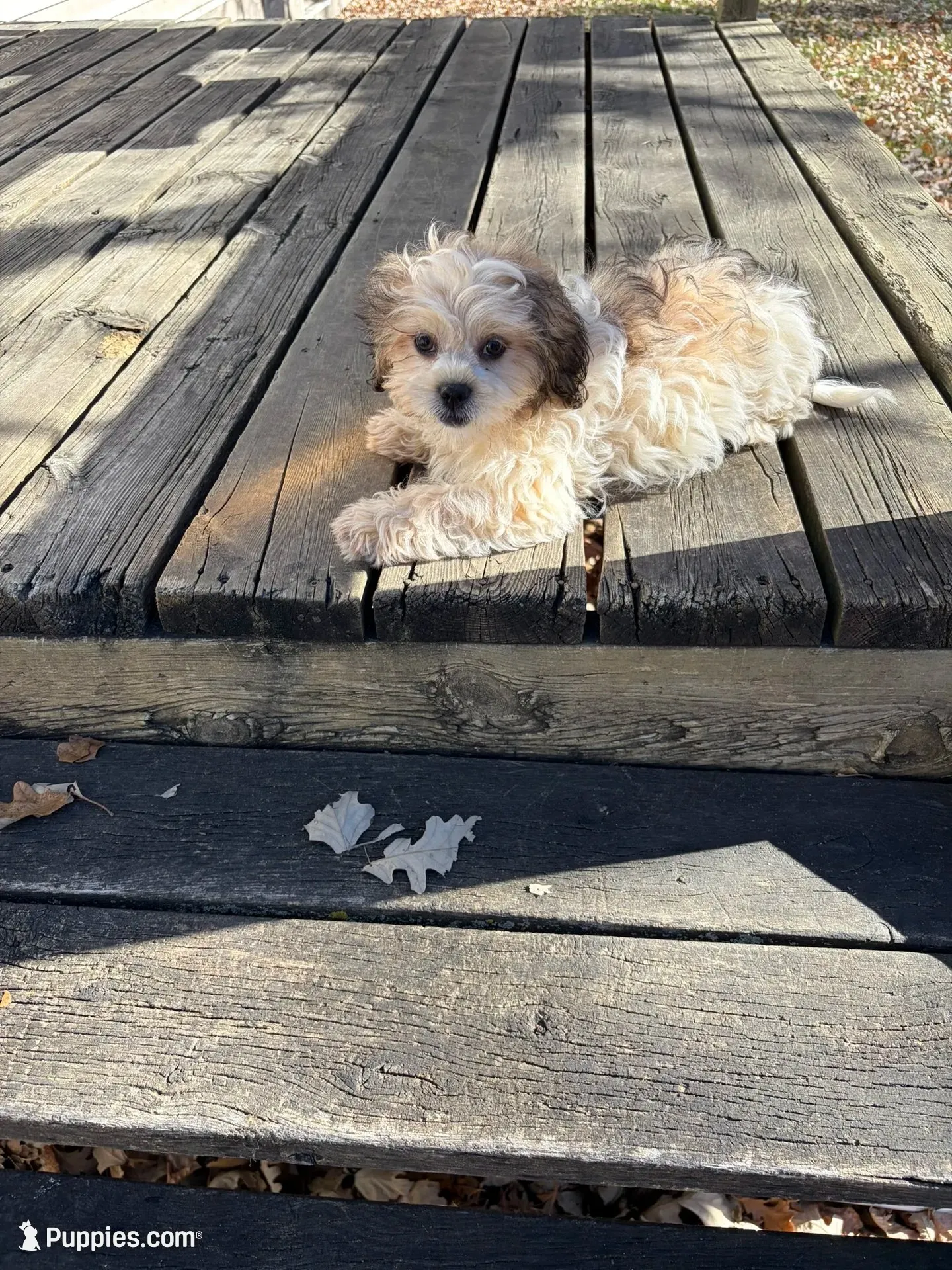 Mia, a female Shih Tzu for sale in Motley, MN – 1 of 3