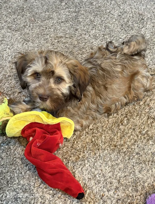 Sonny – Havanese puppy for sale in Motley, MN