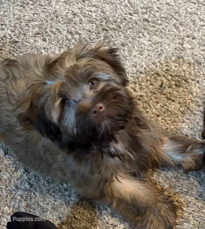 Jeff – Havanese puppy for sale in Motley, MN