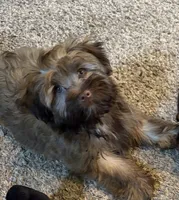 Jeff, a male Havanese for sale in Motley, MN – 1 of 6