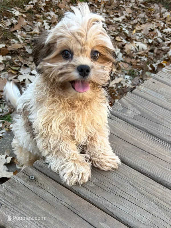 Arlo – Shih Tzu puppy for sale in Motley, MN