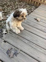 Arlo, a male Shih Tzu for sale in Motley, MN – 3 of 3