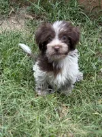 Cooper, a male Havanese and Shih Tzu for sale in Motley, MN – 2 of 2