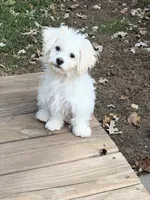 Ziggy , a male Havanese and Shih Tzu for sale in Motley, MN – 1 of 5