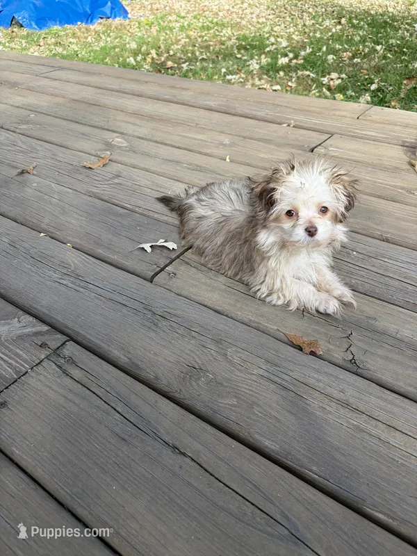 Casey – Havanese, Shih Tzu puppy for sale in Motley, MN