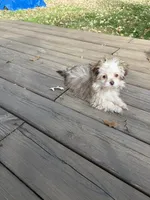 Casey, a male Havanese and Shih Tzu for sale in Motley, MN – 1 of 1