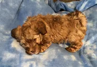 Sonny, a male Havanese for sale in Motley, MN – 2 of 2
