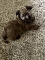 Jeff, a male Havanese for sale in Motley, MN – 2 of 3