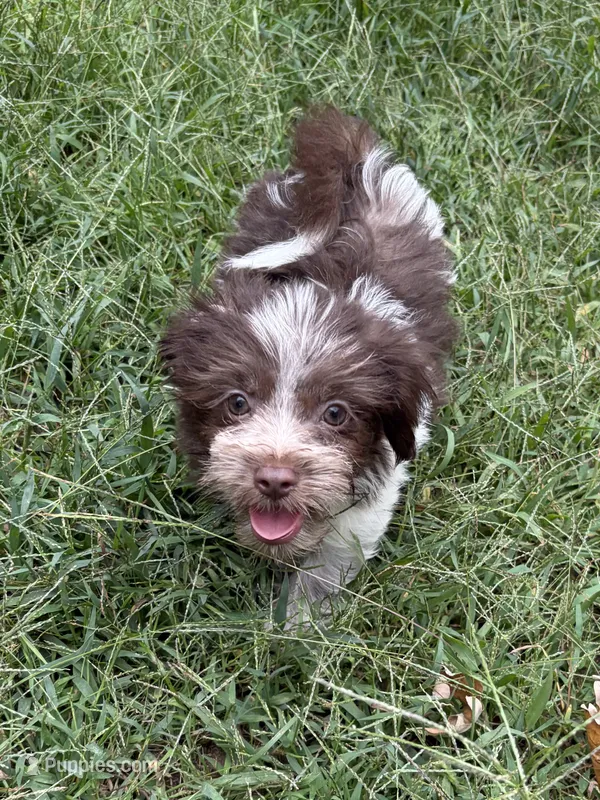 Cooper – Havanese, Shih Tzu puppy for sale in Motley, MN