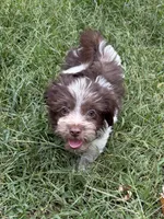 Cooper, a male Havanese and Shih Tzu for sale in Motley, MN – 1 of 2