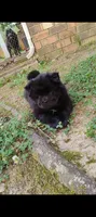 Blue Baby, a female Chow Chow for sale in Memphis, TN – 5 of 10