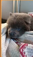 Blue Baby, a female Chow Chow for sale in Memphis, TN – 4 of 10