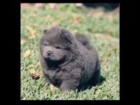 Blue Baby, a female Chow Chow for sale in Memphis, TN – 3 of 10