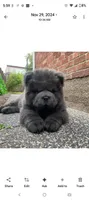 Blue Baby, a female Chow Chow for sale in Memphis, TN – 1 of 10