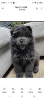 Blue Baby, a female Chow Chow for sale in Memphis, TN – 6 of 10
